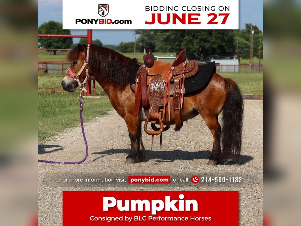 Plus de poneys/petits chevaux Jument 7 Ans 84 cm Bai cerise in Grand Saline, TX