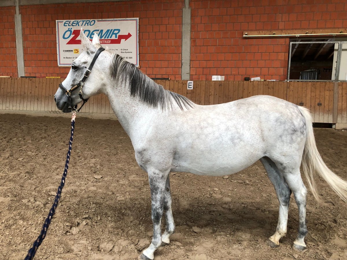 Plus de poneys/petits chevaux Jument 8 Ans 140 cm Gris pommelé in Wettenberg