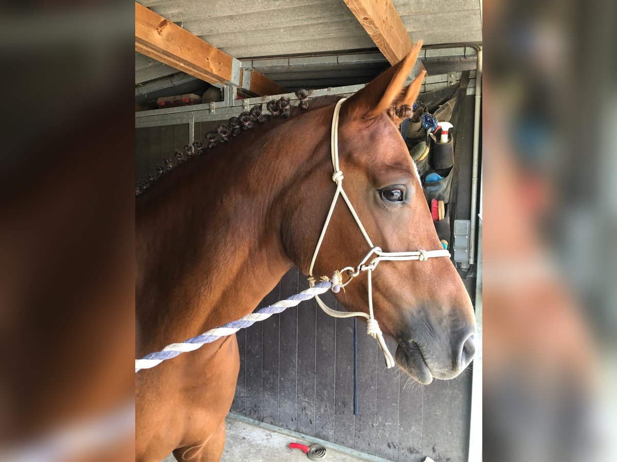 Plus de poneys/petits chevaux Croisé Jument 8 Ans 151 cm Alezan in Gazeran