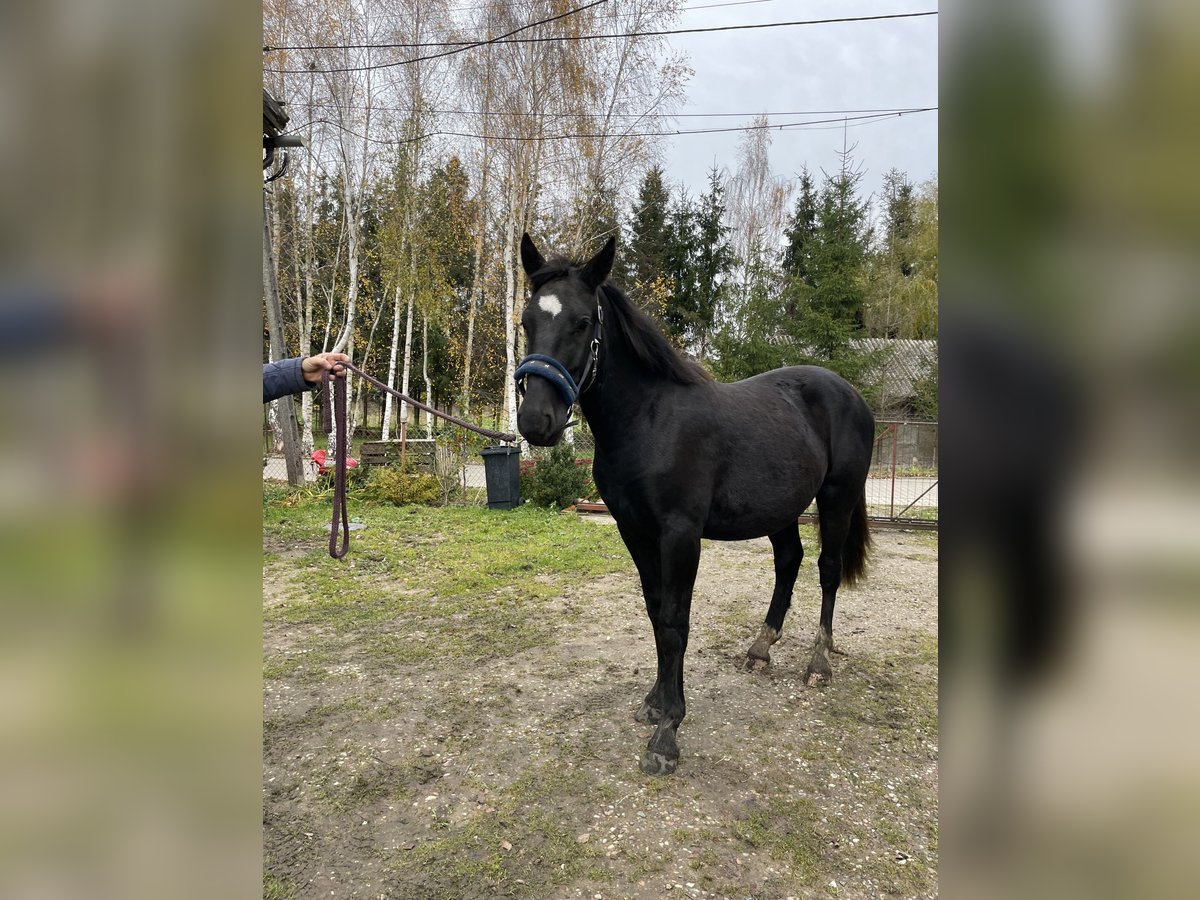 Plus de poneys/petits chevaux Croisé Étalon 1 Année 155 cm Noir in Jeziorany