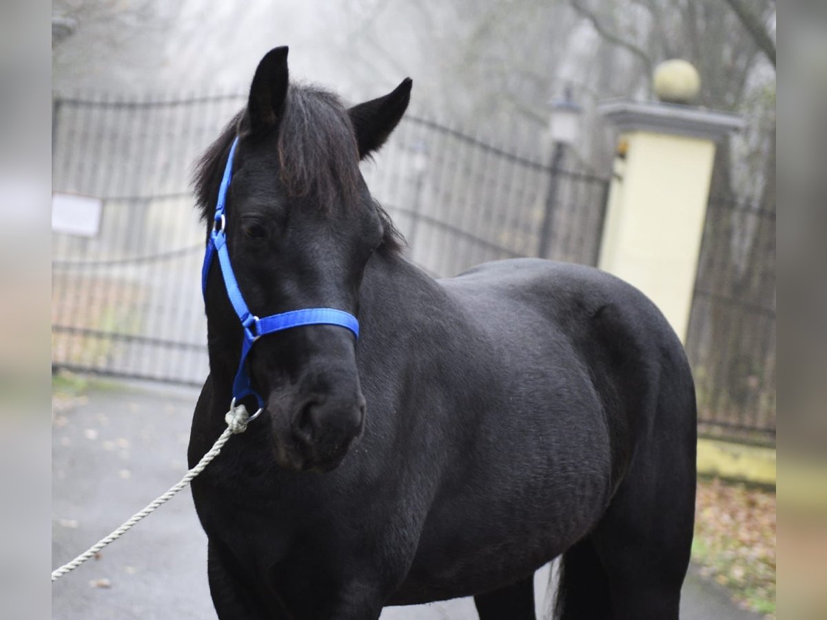 Plus de poneys/petits chevaux Étalon 6 Ans 149 cm Noir in Debrecen