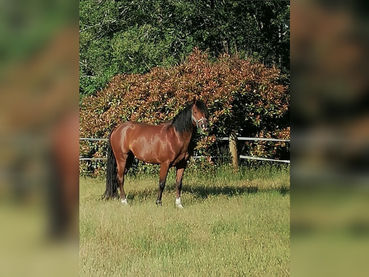 Plus de poneys/petits chevaux Étalon 8 Ans 150 cm Bai in Listrac-M&#xE9;doc