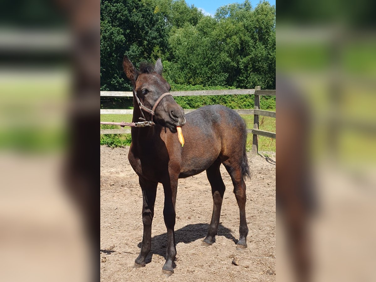 Plus de poneys/petits chevaux Étalon Poulain (04/2025) 155 cm Gris noir in Timmendorfer Strand