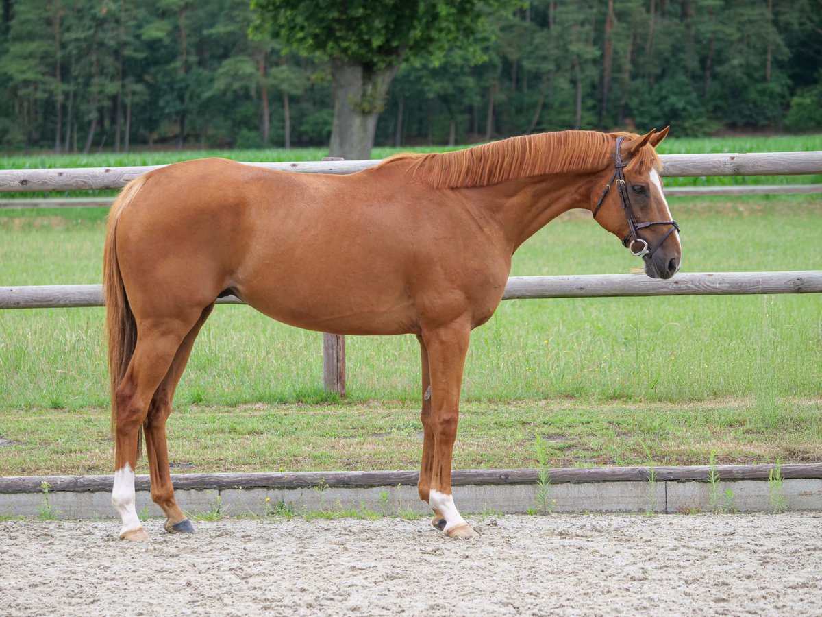Plus de poneys/petits chevaux Hongre 10 Ans 160 cm Alezan in Dohren