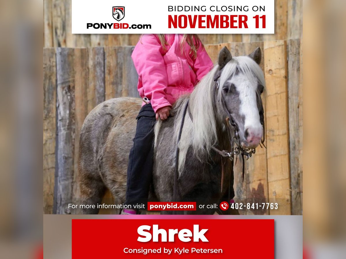 Plus de poneys/petits chevaux Hongre 10 Ans 91 cm Gris in Corsica