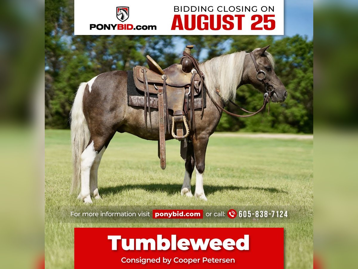 Plus de poneys/petits chevaux Hongre 11 Ans 107 cm Pinto in Corsica
