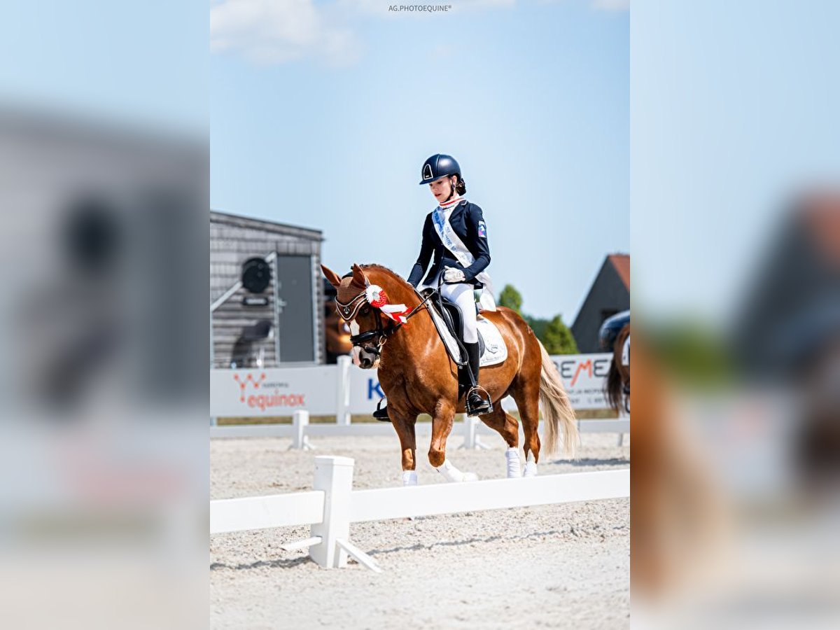 Plus de poneys/petits chevaux Hongre 13 Ans 136 cm Alezan in Bydgoszcz