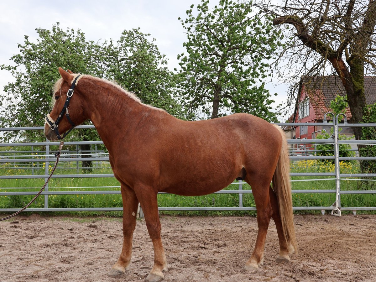 Plus de poneys/petits chevaux Hongre 2 Ans 142 cm Alezan in Scheibenhardt