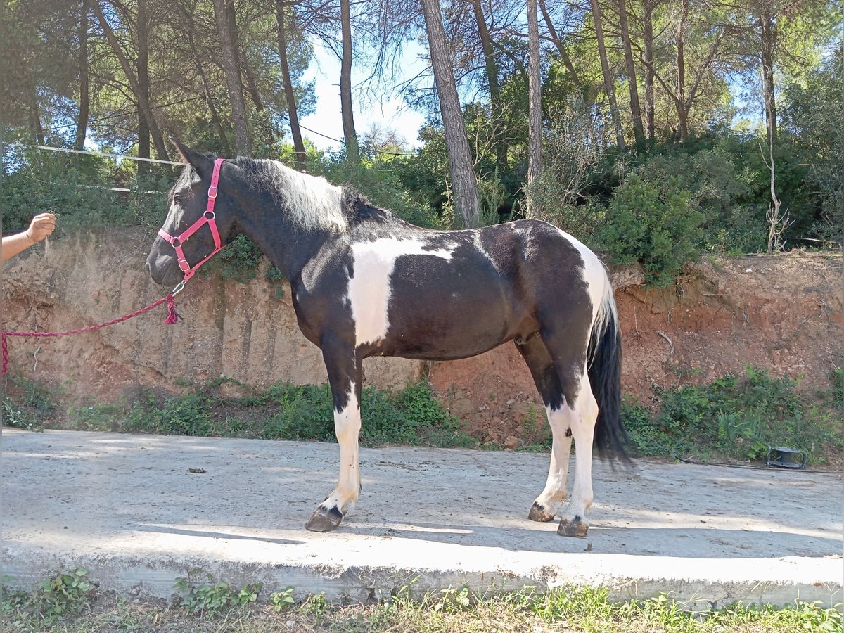 Plus de poneys/petits chevaux Hongre 3 Ans 144 cm Pinto in Terrassa