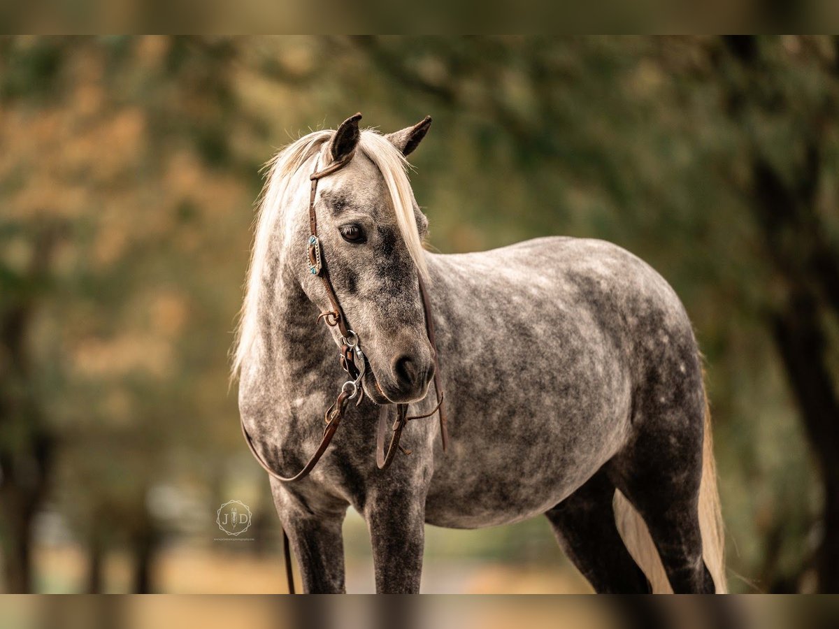 Plus de poneys/petits chevaux Hongre 4 Ans 112 cm Gris in Lebanon