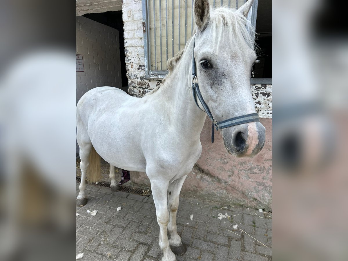 Plus de poneys/petits chevaux Croisé Hongre 4 Ans 130 cm Gris in Gelsenkirchen