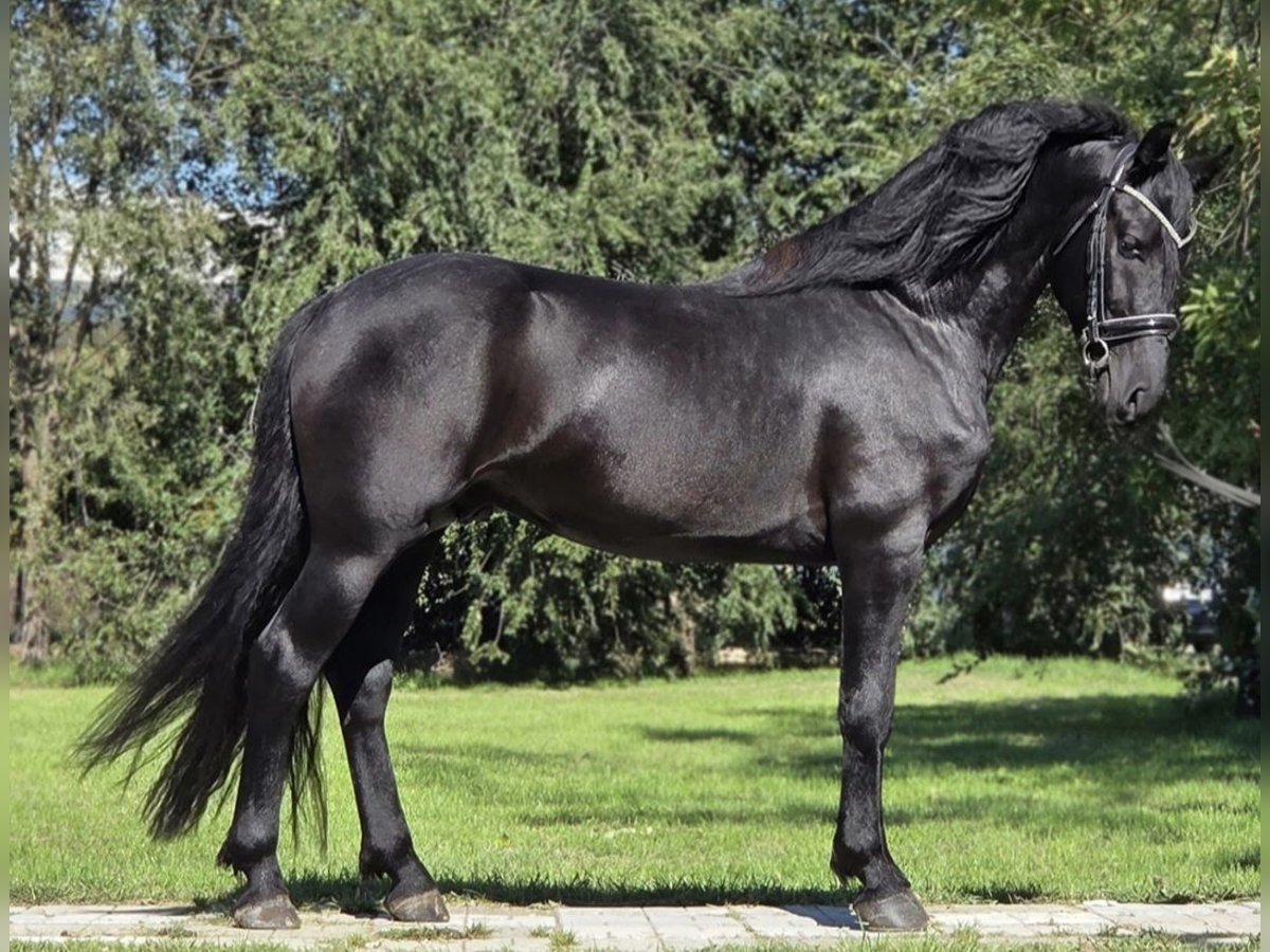 Plus de poneys/petits chevaux Hongre 4 Ans 146 cm Noir in Rechnitz