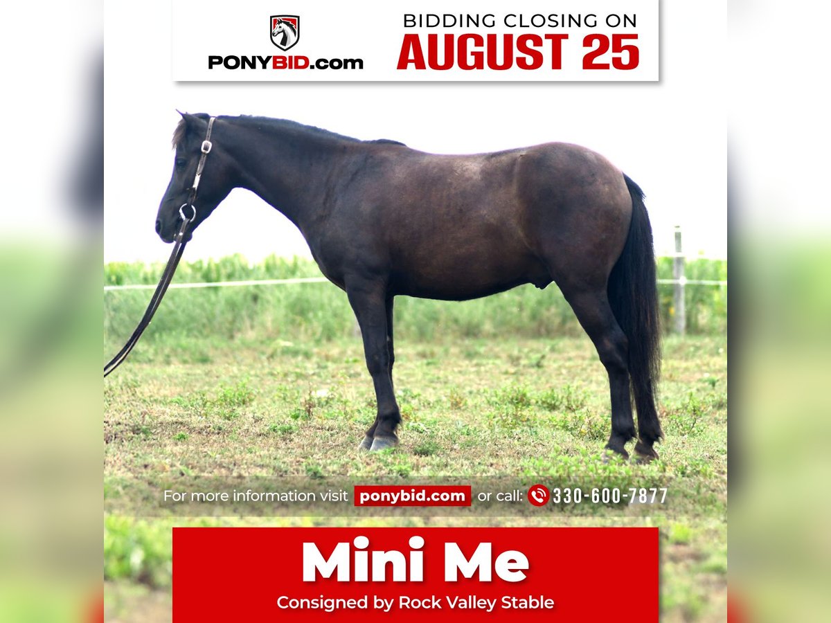 Plus de poneys/petits chevaux Hongre 4 Ans 97 cm Bai brun in Strasburg
