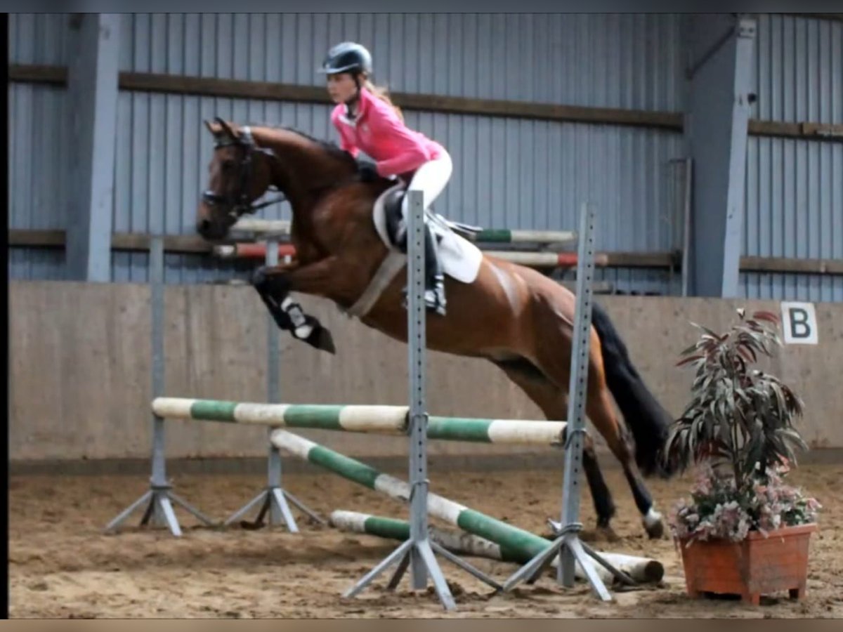 Plus de poneys/petits chevaux Hongre 4 Ans Bai in Szarvas