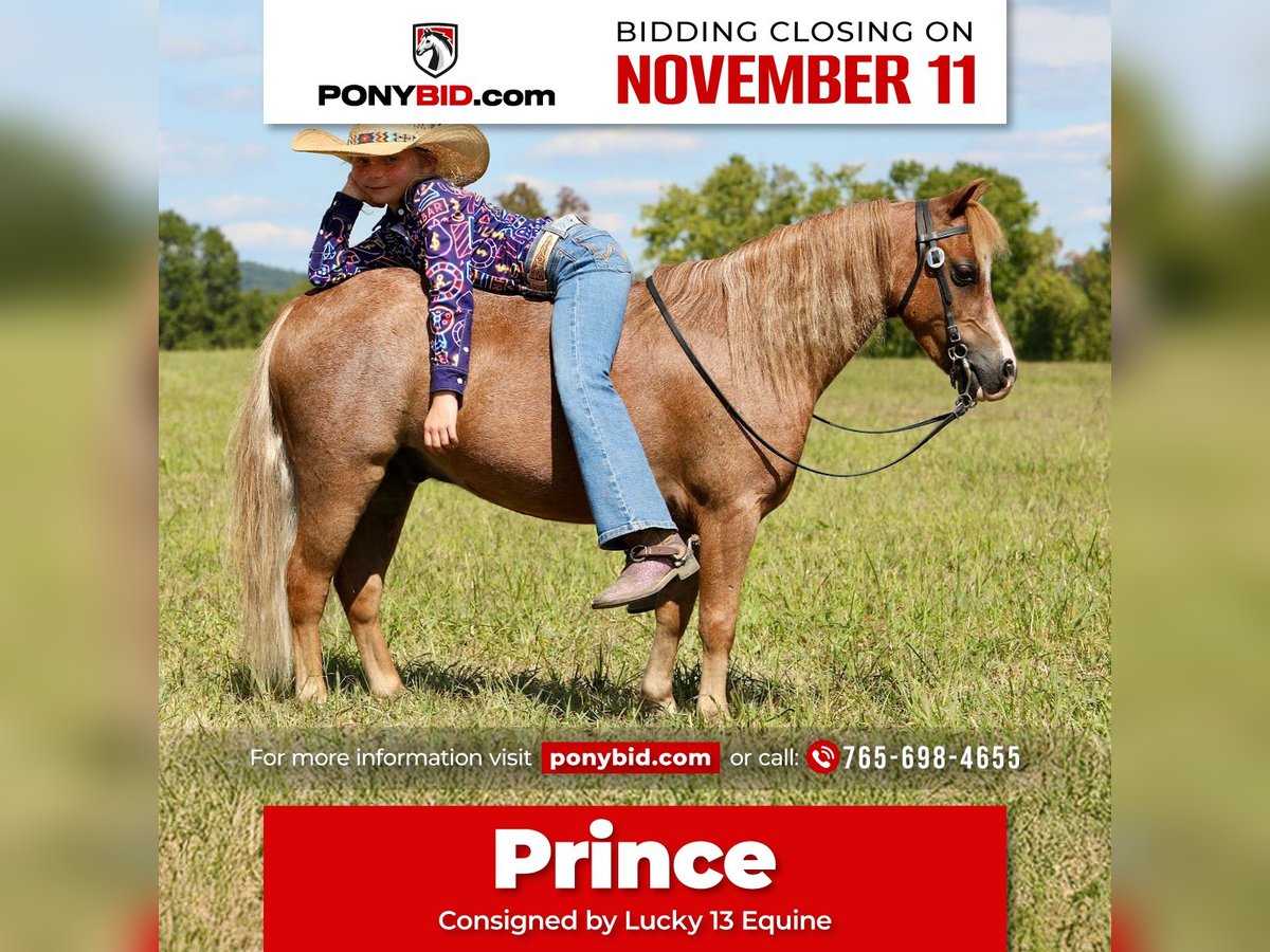 Plus de poneys/petits chevaux Hongre 5 Ans 102 cm Rouan Rouge in Mount Vernon