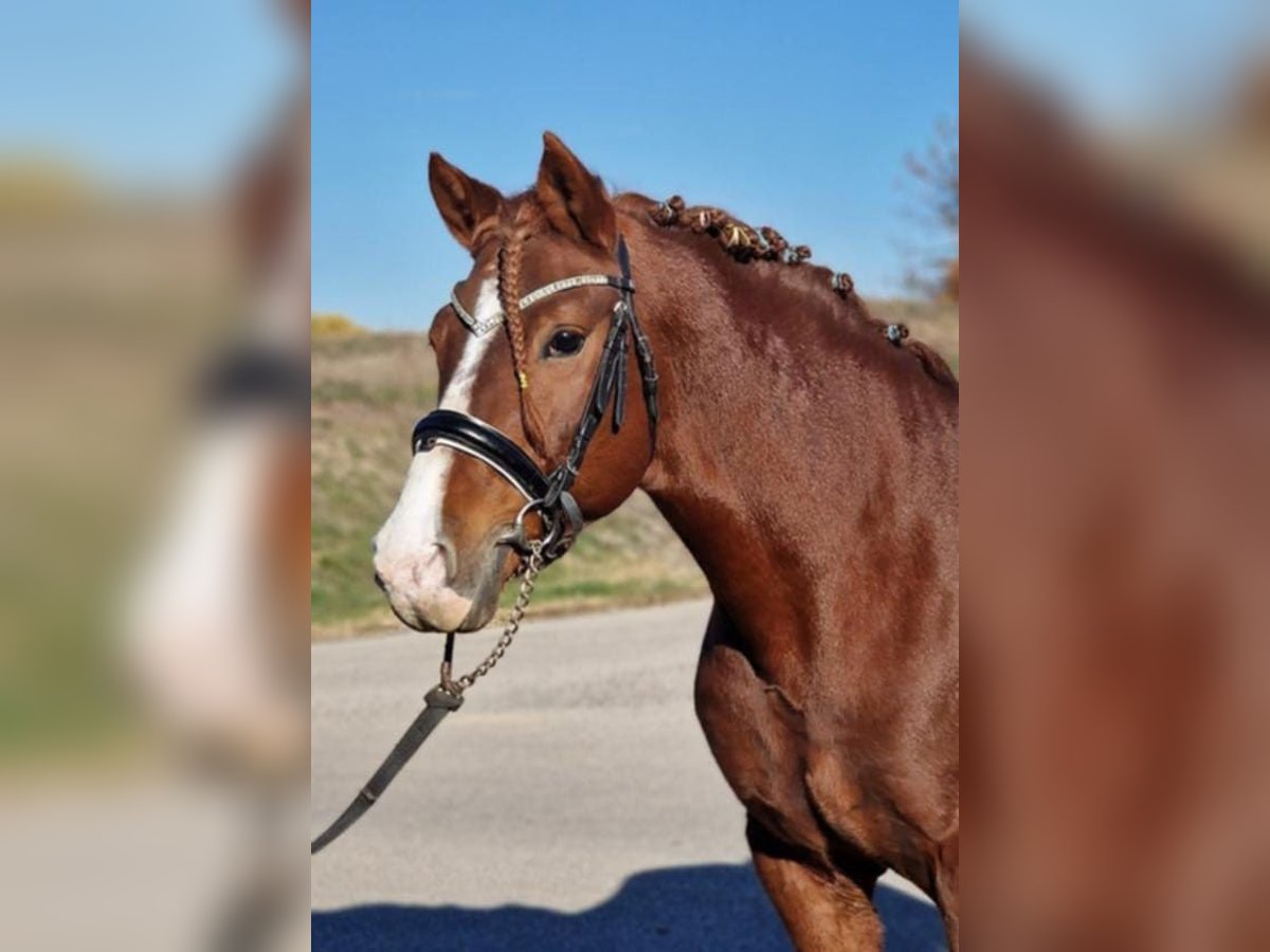 Plus de poneys/petits chevaux Hongre 5 Ans 145 cm Alezan in Gyula
