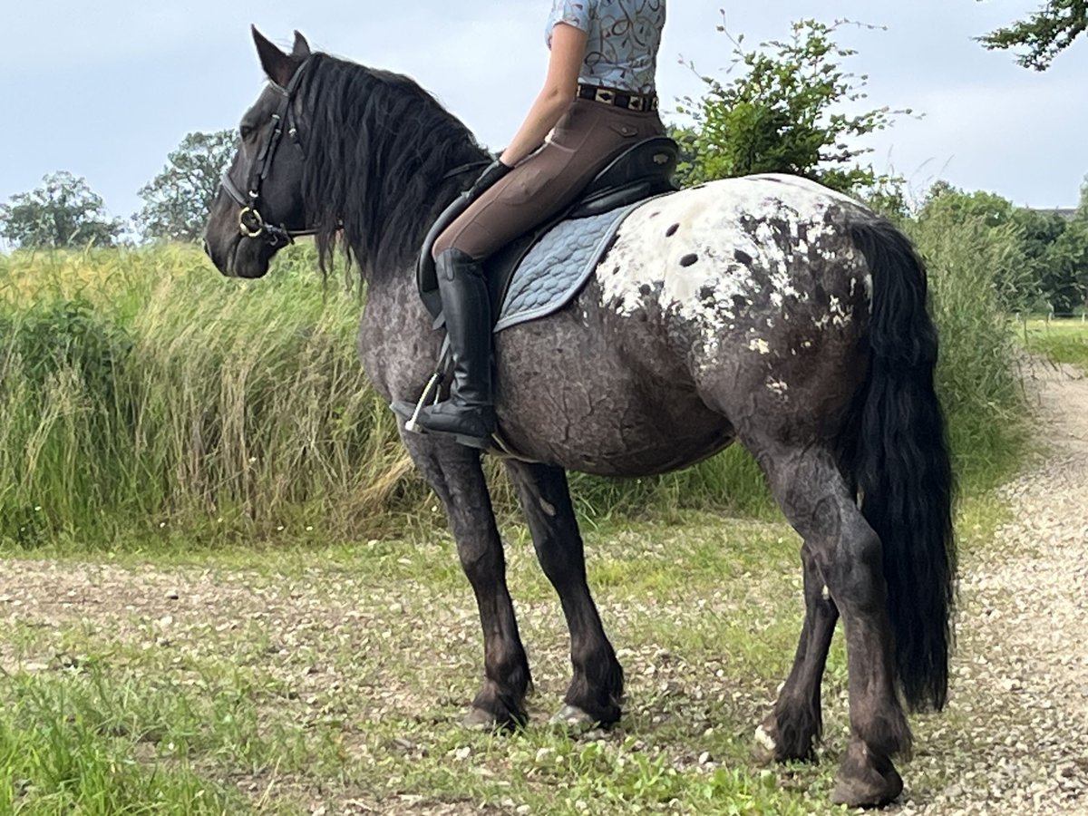 Plus de poneys/petits chevaux Hongre 5 Ans 159 cm Léopard in Ursensollen