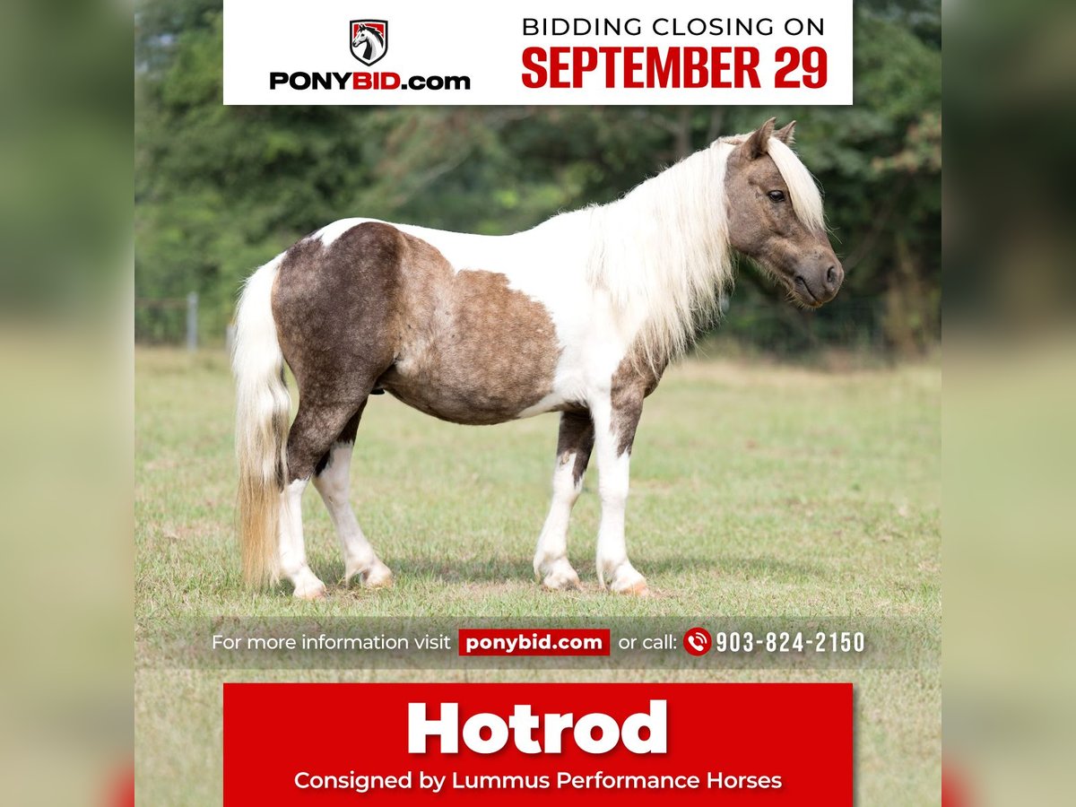 Plus de poneys/petits chevaux Hongre 5 Ans 97 cm Pinto in Bloomburg