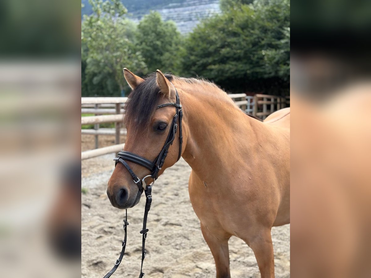 Plus de poneys/petits chevaux Croisé Hongre 6 Ans 143 cm Isabelle in Gummern
