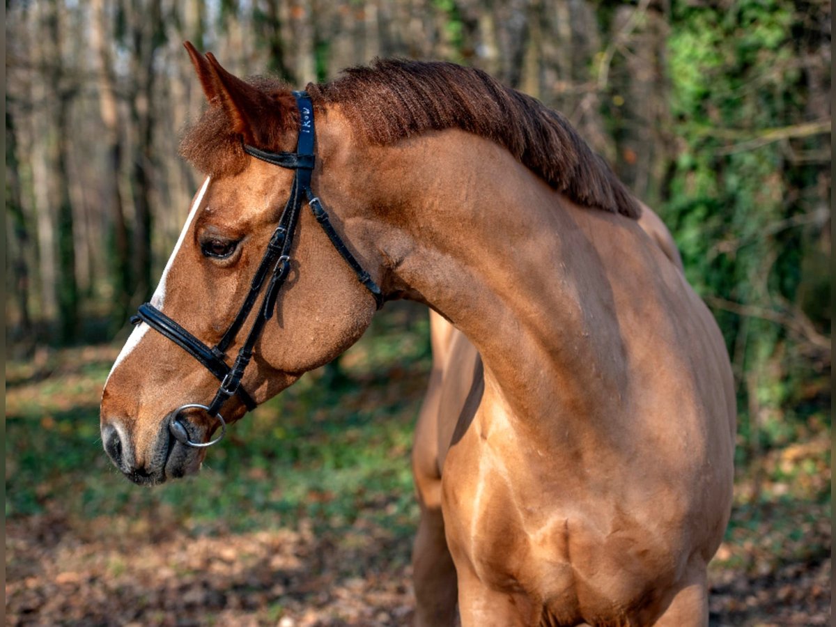 Plus de poneys/petits chevaux Hongre 6 Ans 152 cm Alezan in Feh&#xE9;rgyarmat