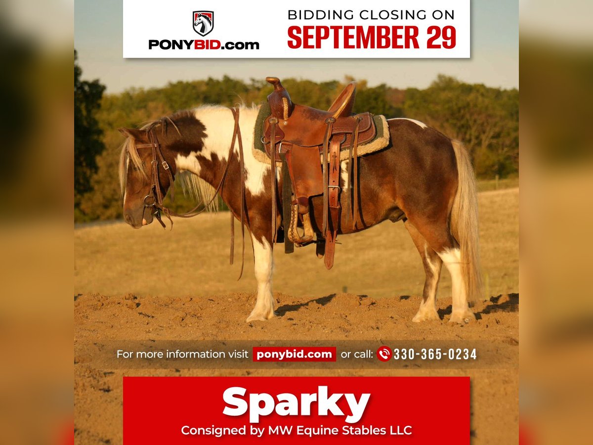 Plus de poneys/petits chevaux Hongre 6 Ans 99 cm Pinto in Fresno