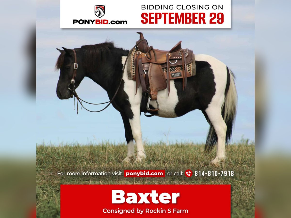 Plus de poneys/petits chevaux Hongre 7 Ans 109 cm Pinto in Rebersburg