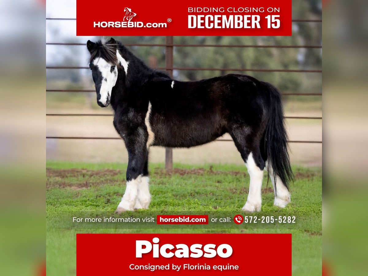 Plus de poneys/petits chevaux Hongre 7 Ans 112 cm Pinto in Guthrie