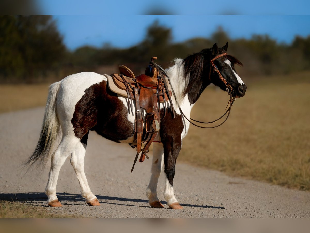 Plus de poneys/petits chevaux Hongre 7 Ans Pinto in Weatherford