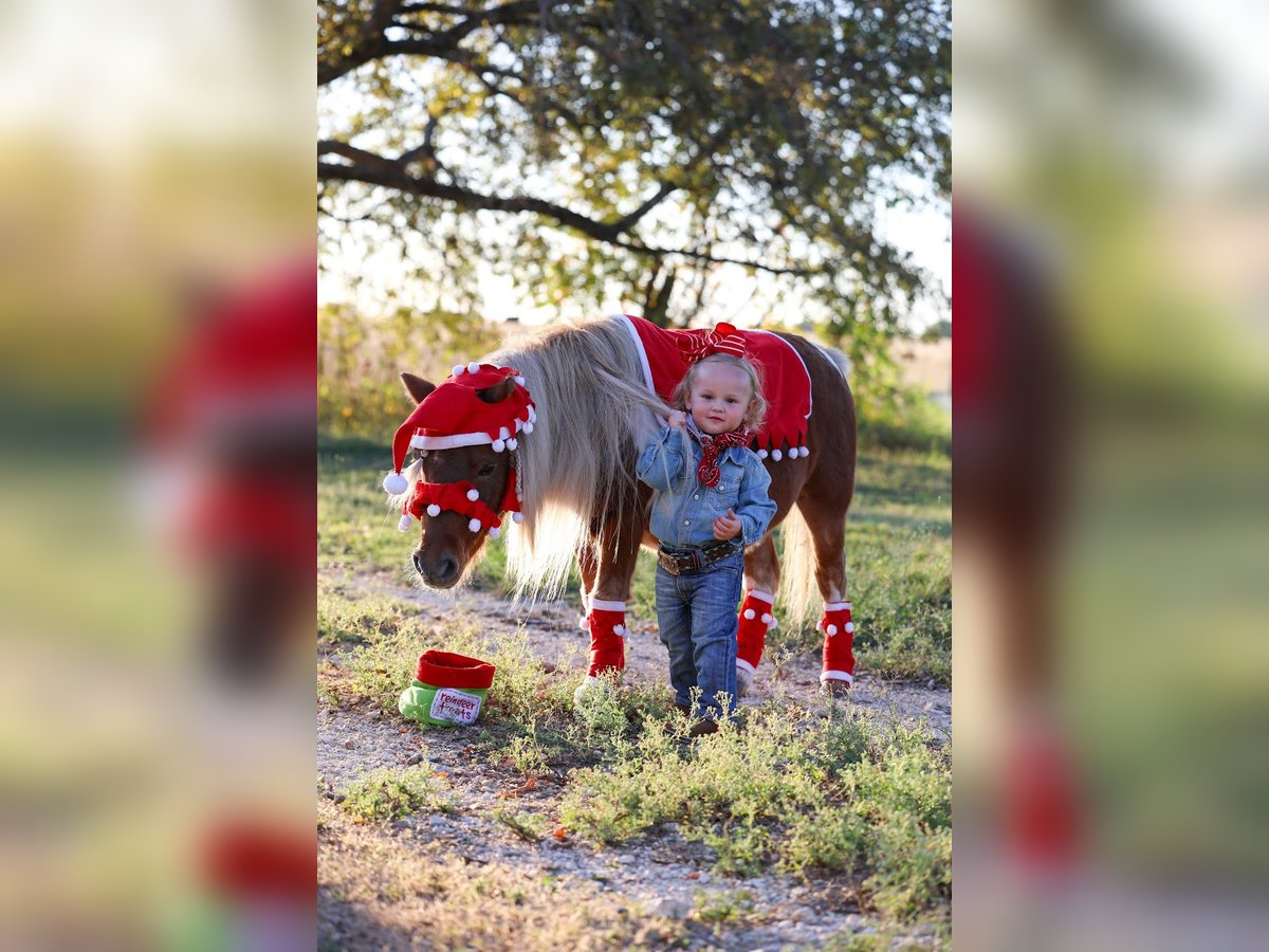 Plus de poneys/petits chevaux Hongre 8 Ans 86 cm Pinto in Forney