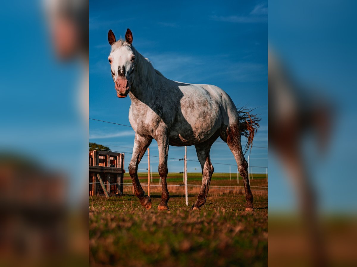 Plus de poneys/petits chevaux Jument 10 Ans 148 cm Rouan Rouge in Zellingen