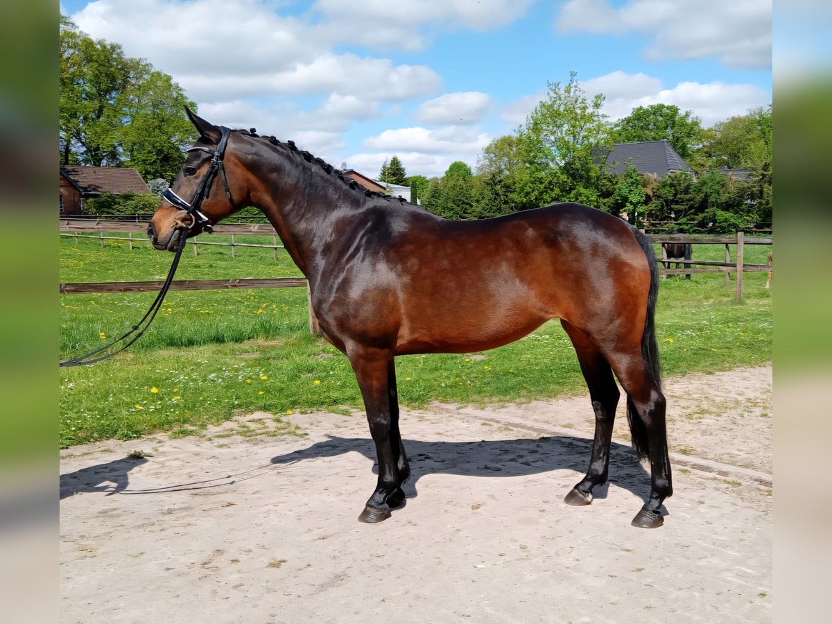 Plus de poneys/petits chevaux Jument 11 Ans 147 cm Bai in Wijchmaal