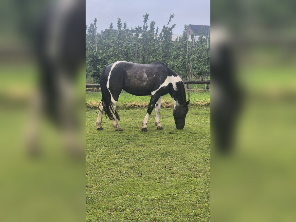 Plus de poneys/petits chevaux Croisé Jument 14 Ans 140 cm Pinto in Hamburg