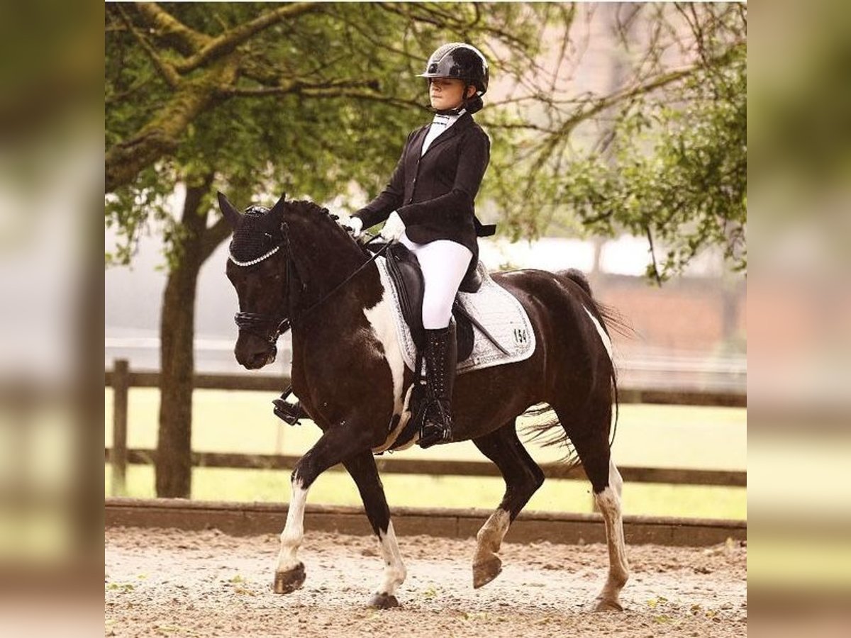 Plus de poneys/petits chevaux Jument 16 Ans 138 cm Noir in Krefeld