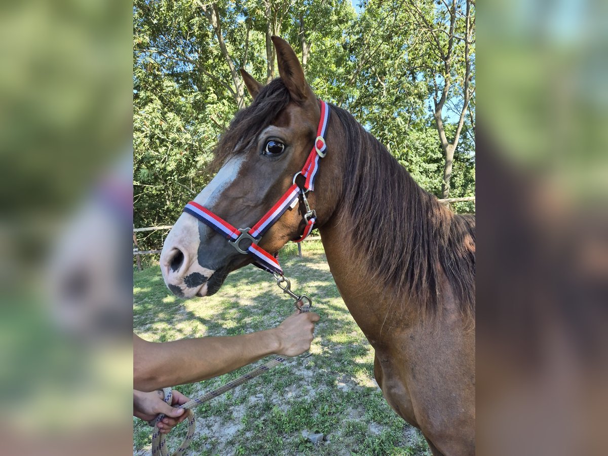 Plus de poneys/petits chevaux Jument 2 Ans 139 cm Alezan in Vienenburg
