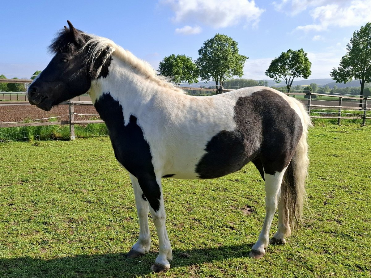 Plus de poneys/petits chevaux Croisé Jument 3 Ans 124 cm Pinto in Friedland