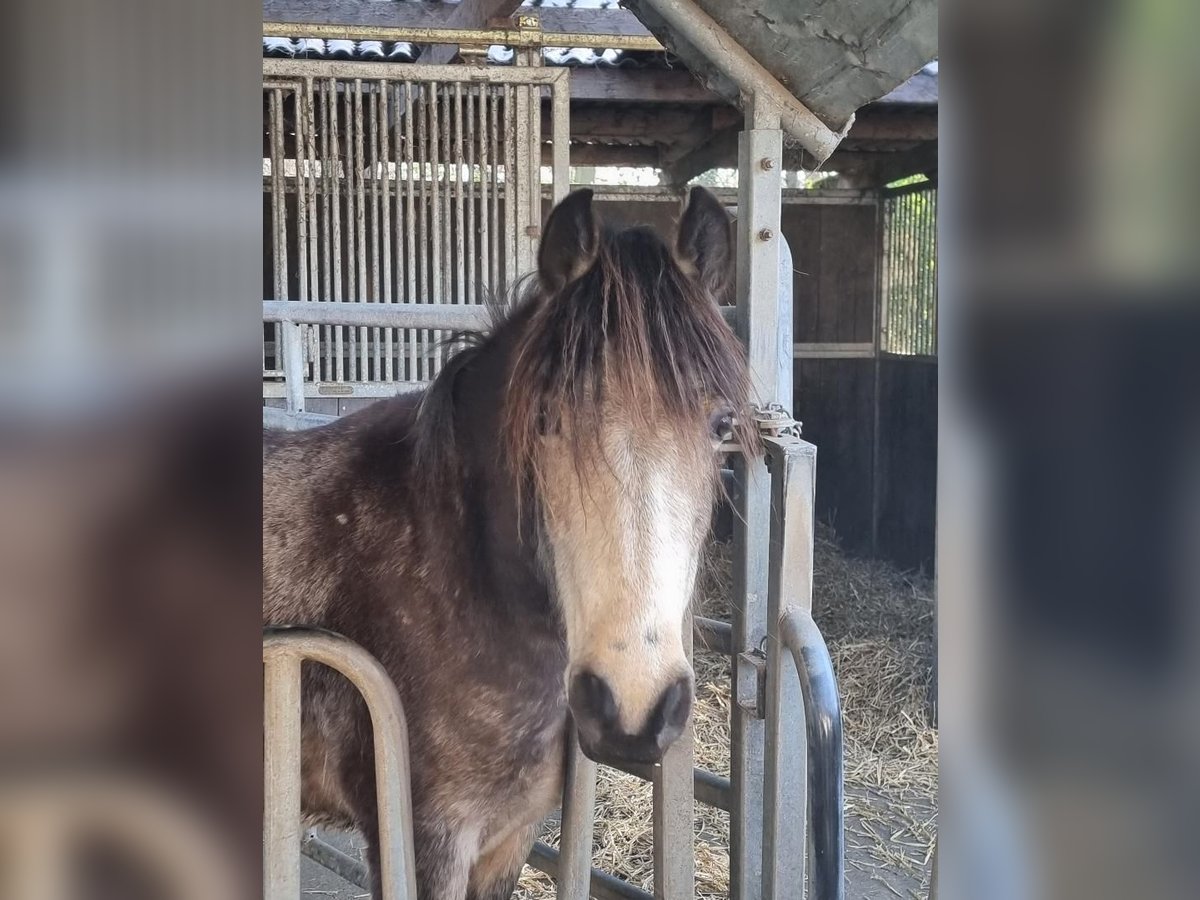 Plus de poneys/petits chevaux Jument 3 Ans 144 cm Gris (bai-dun) in Euskirchen