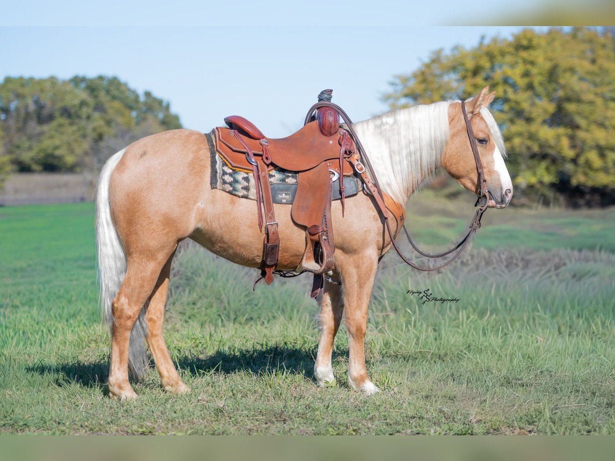 Plus de poneys/petits chevaux Jument 4 Ans 135 cm Palomino in Weaubleau