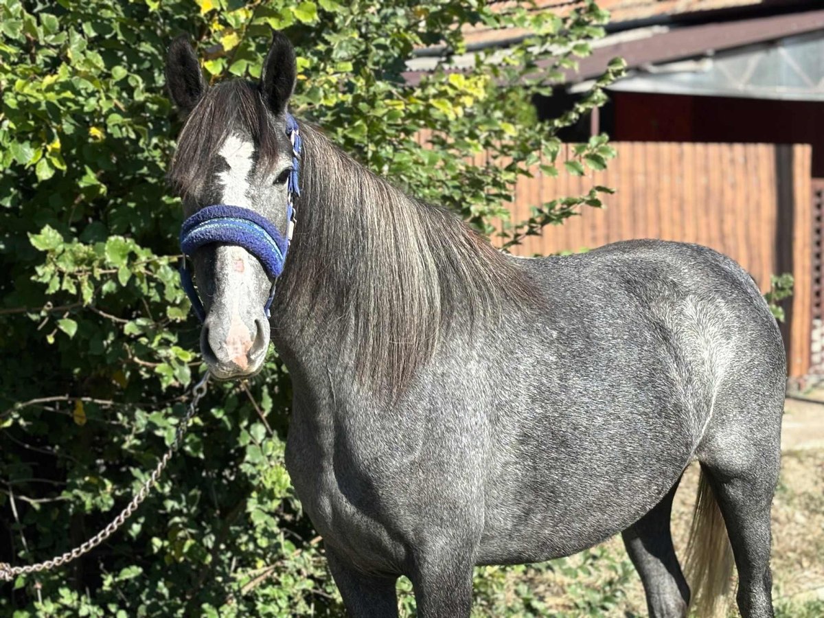 Plus de poneys/petits chevaux Jument 4 Ans 140 cm Gris in Békés Plus de poneys/petits chevaux Jument 4 Ans 140 cm Gris in Békés