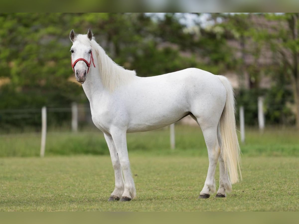 Plus de poneys/petits chevaux Jument 5 Ans 141 cm Gris in G&#xF6;tzendorf an der Leitha