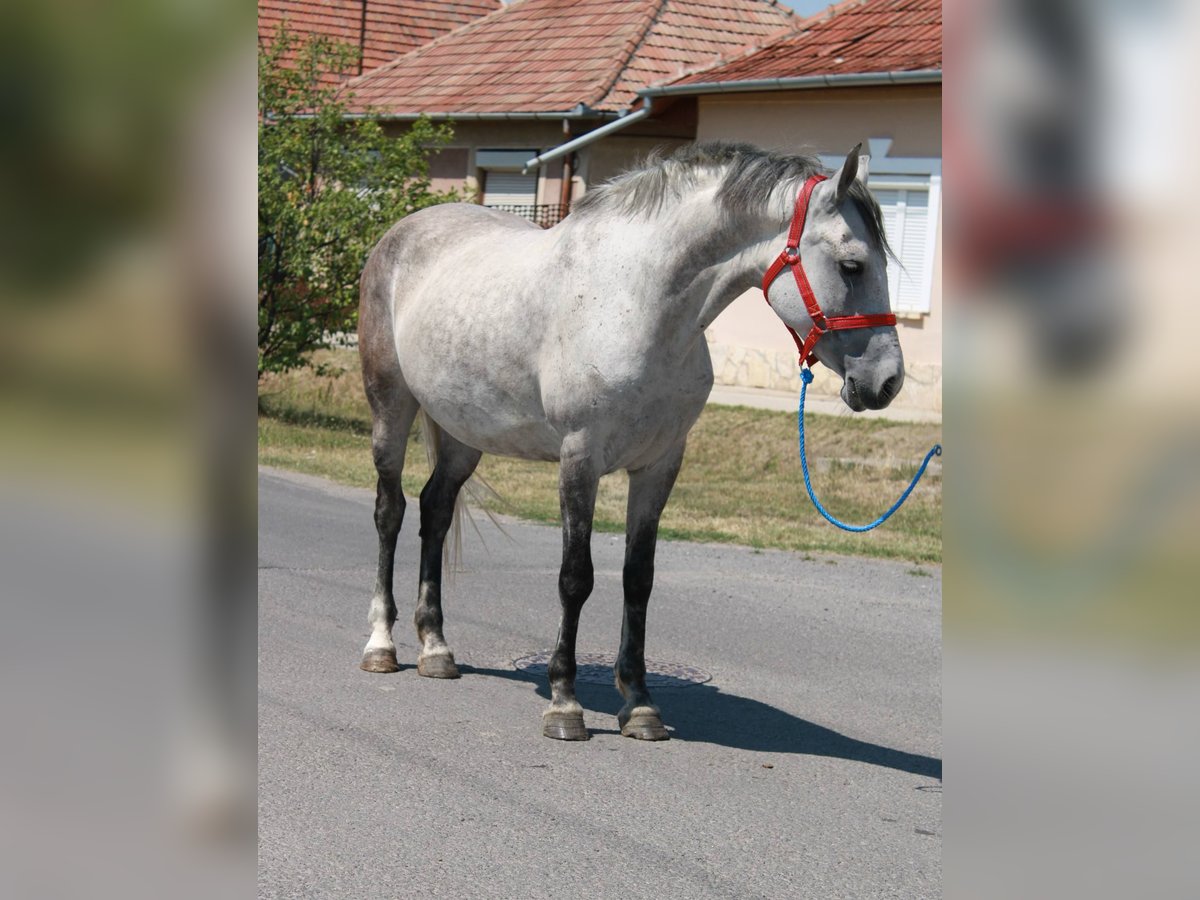 Plus de poneys/petits chevaux Jument 6 Ans 147 cm Gris in B&#xE9;k&#xE9;s