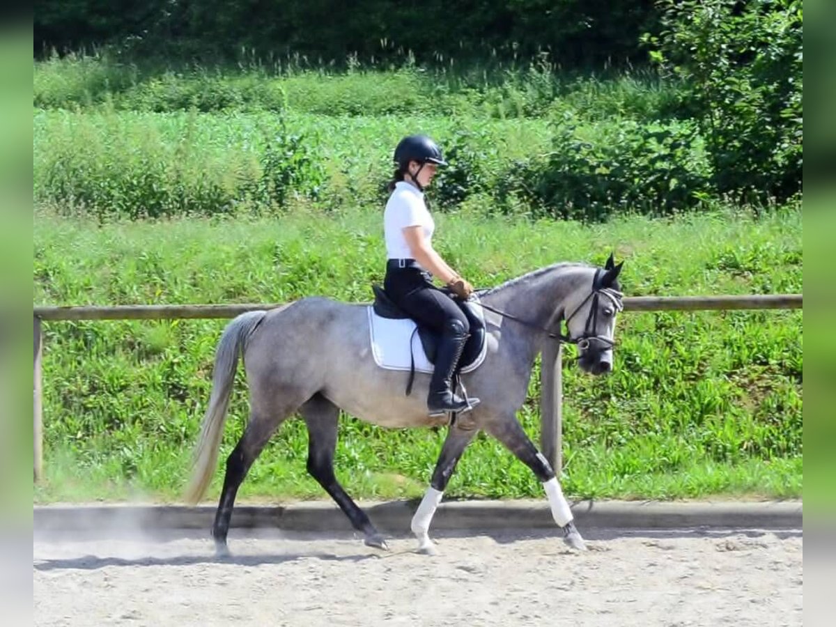 Plus de poneys/petits chevaux Jument 6 Ans 147 cm Gris in Wellheim
