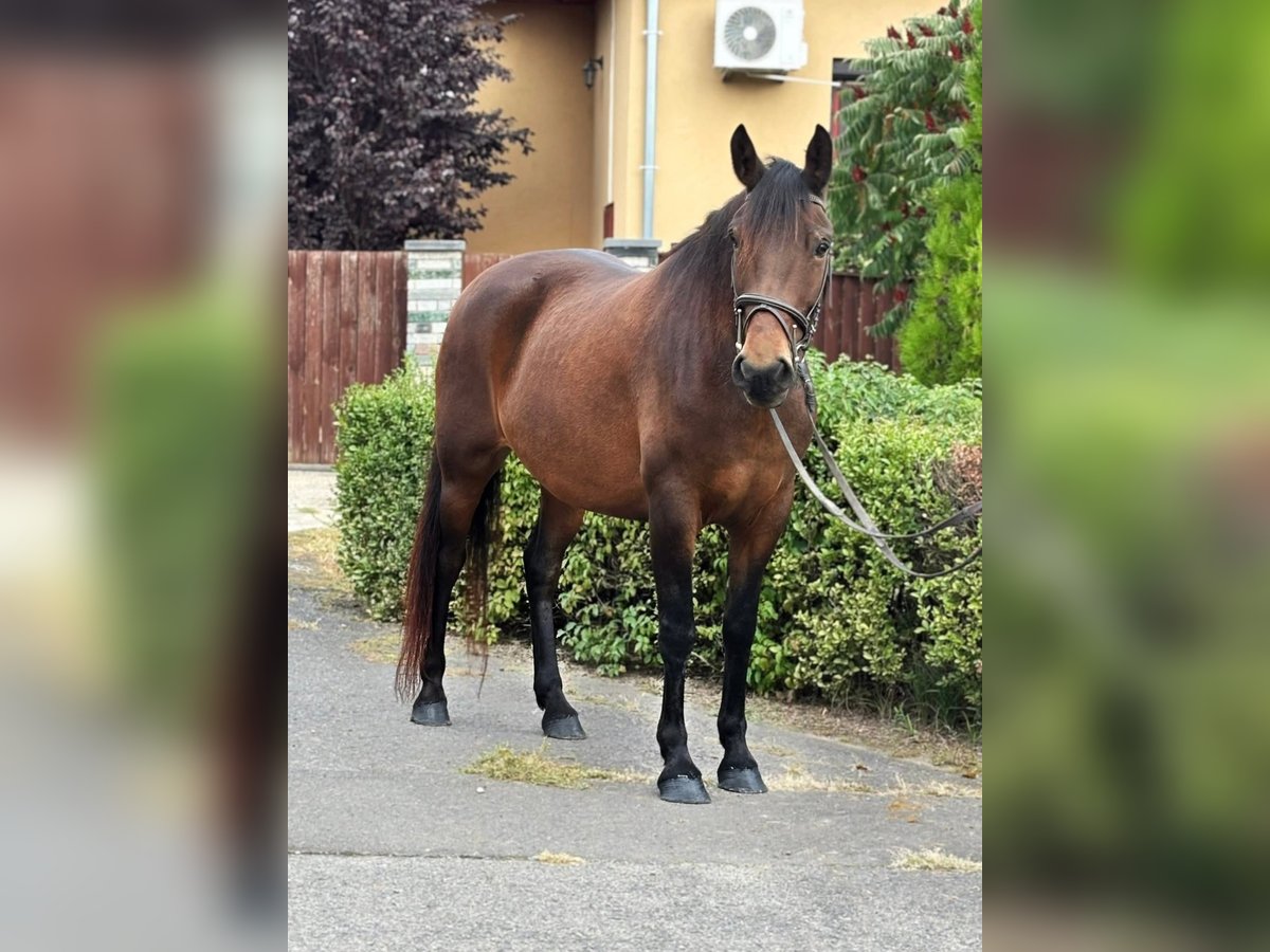 Plus de poneys/petits chevaux Jument 6 Ans 149 cm Bai in B&#xE9;k&#xE9;s