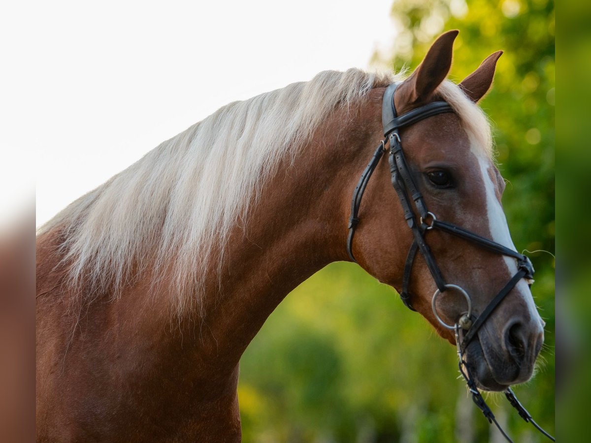 Plus de poneys/petits chevaux Jument 7 Ans 146 cm Alezan in Mez&#x151;hegyes