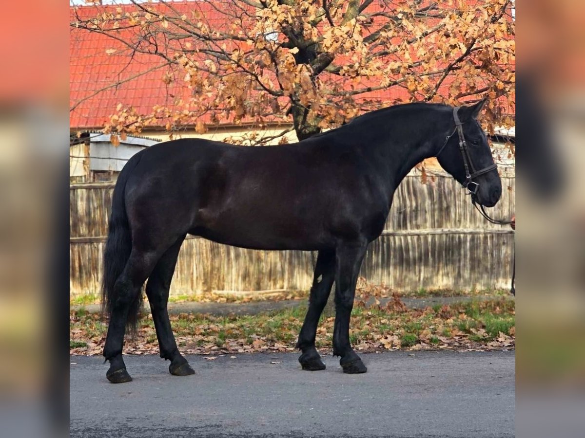 Plus de poneys/petits chevaux Jument 7 Ans 155 cm Noir in B&#xE9;k&#xE9;scsaba
