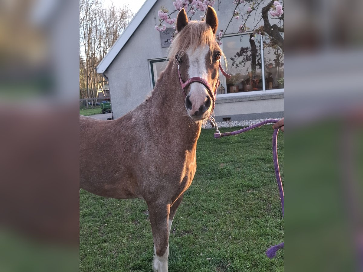 Plus de poneys/petits chevaux Jument 8 Ans 117 cm Alezan in Collendoorn