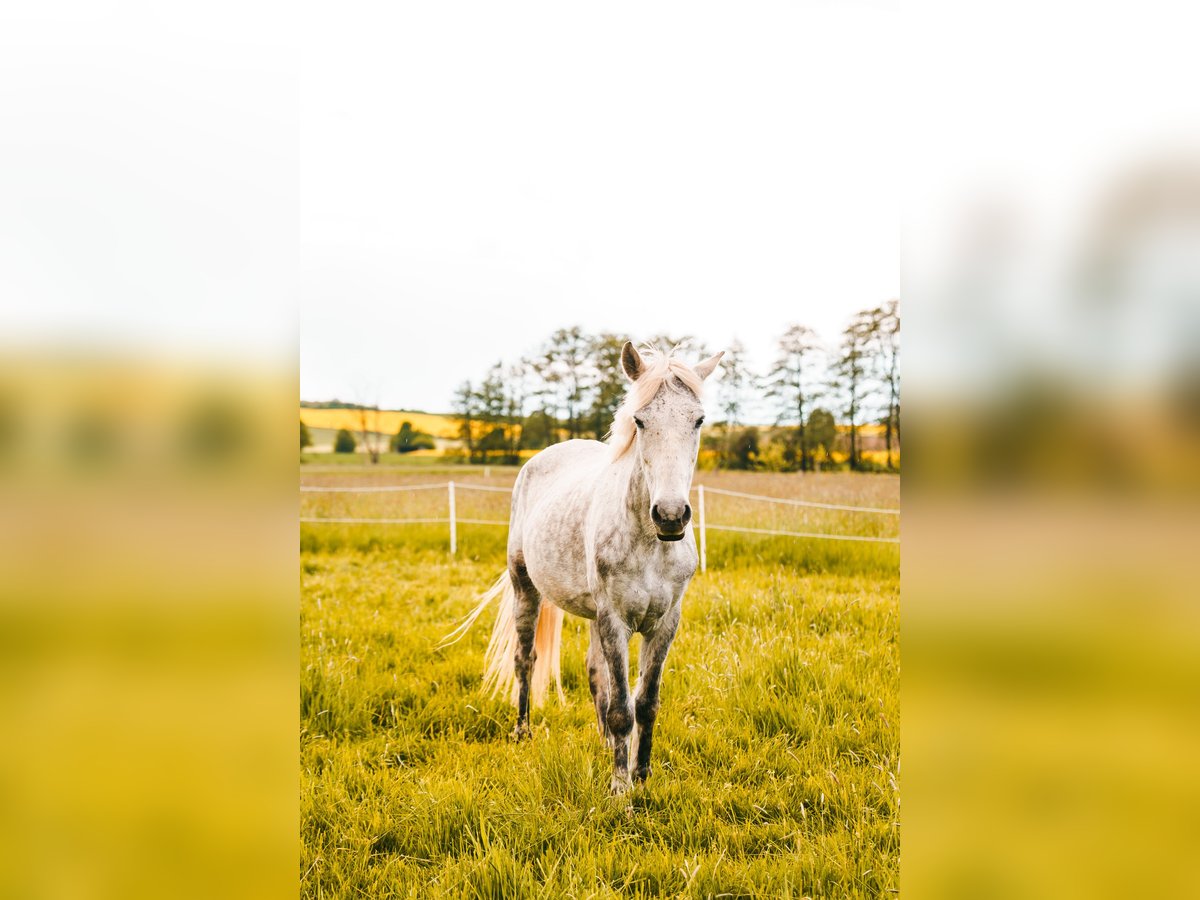 Plus de poneys/petits chevaux Jument 9 Ans 146 cm Gris in Duderstadt