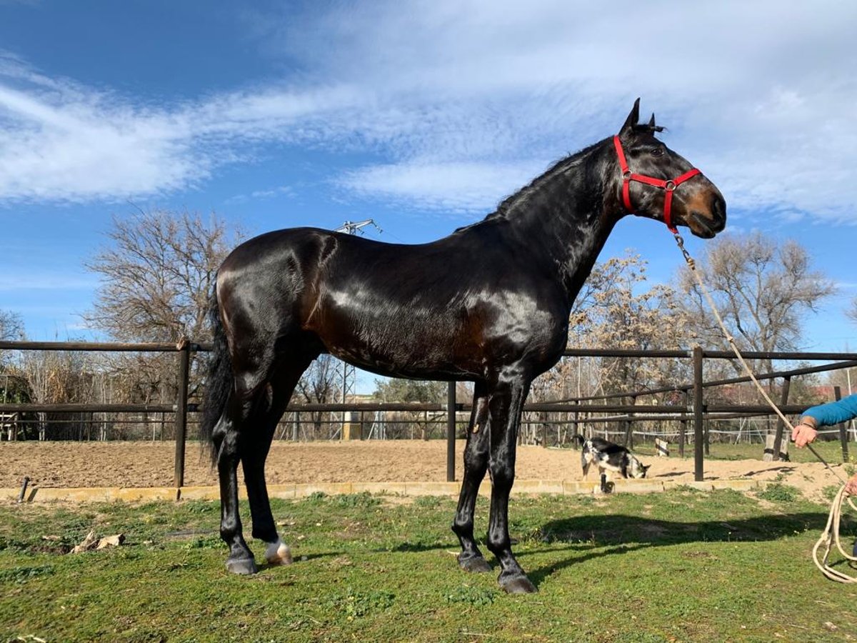 Plus de pur-sang Étalon 7 Ans 161 cm Noir in NAVAS DEL MADRONO