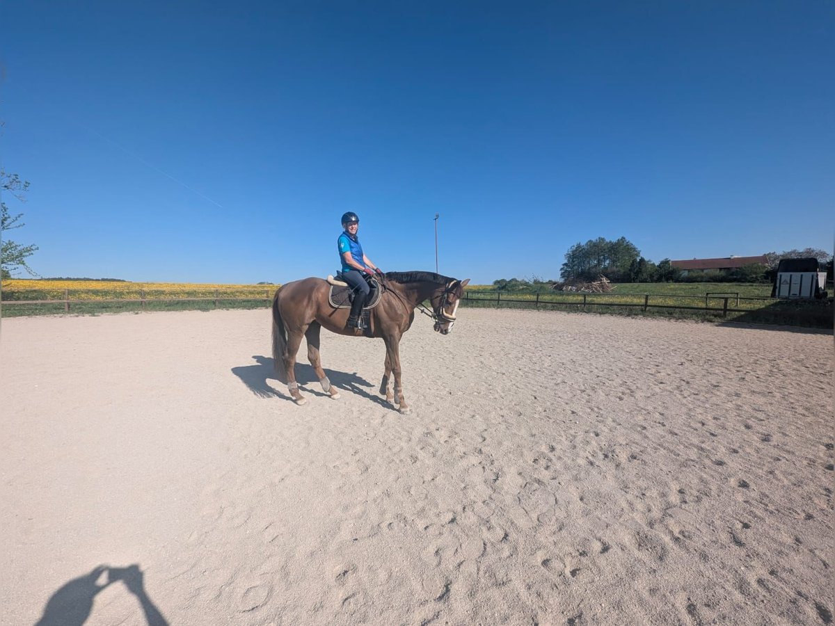 Plus de pur-sang Hongre 10 Ans 165 cm Alezan brûlé in Stein an der Traun