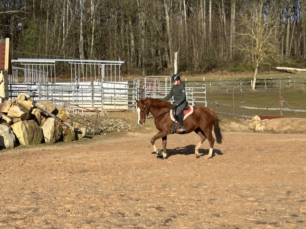 Plus de pur-sang Hongre 11 Ans 160 cm Alezan in Bad Bergzabern