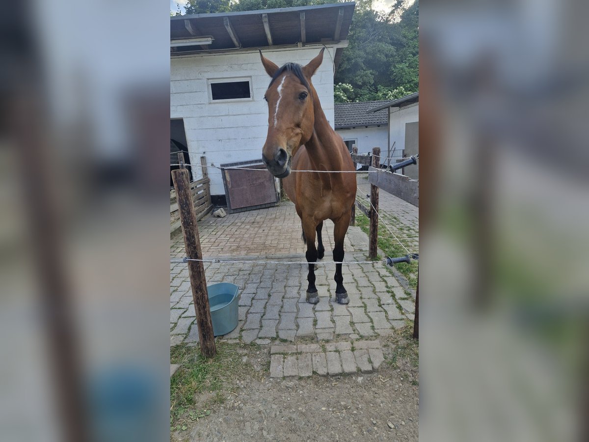 Plus de pur-sang Hongre 13 Ans 165 cm Bai in K&#xF6;ln